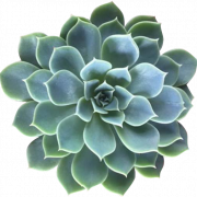 Succulent PNG