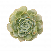 Succulent PNG Free Image
