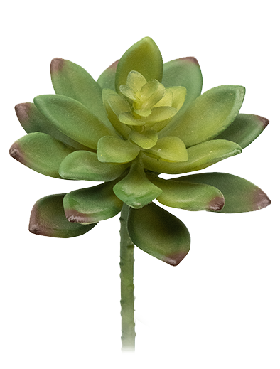 succulent png