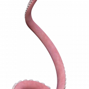 Tentacle No Background