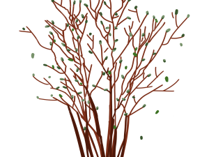 Tree Branch PNG Background