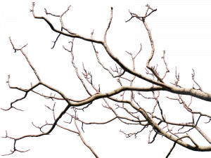 Tree Branch PNG Image HD