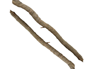 Tree Branch PNG Images HD