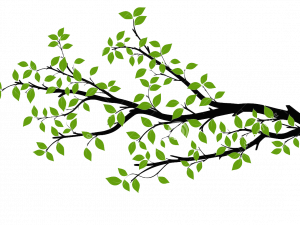 Tree Branch PNG Pic