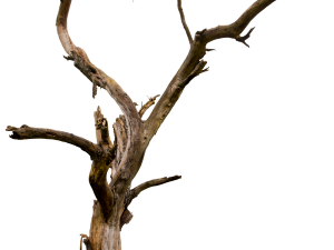 Tree Branch PNG Picture