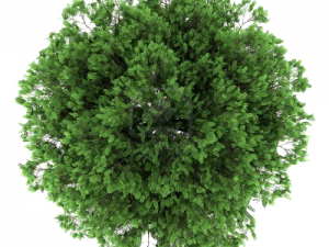 Tree Plan PNG File