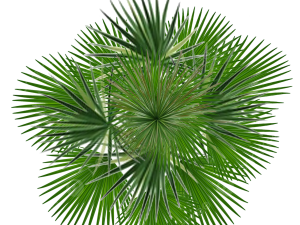 Tree Plan PNG Free Image