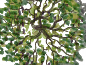 Tree Plan PNG HD Image