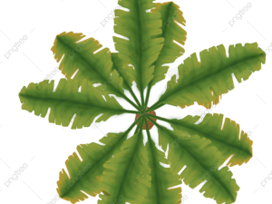 Tree Plan PNG Pic