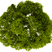Tree Plan PNG Picture