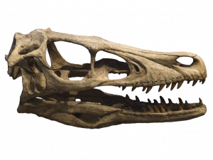 Velociraptor PNG