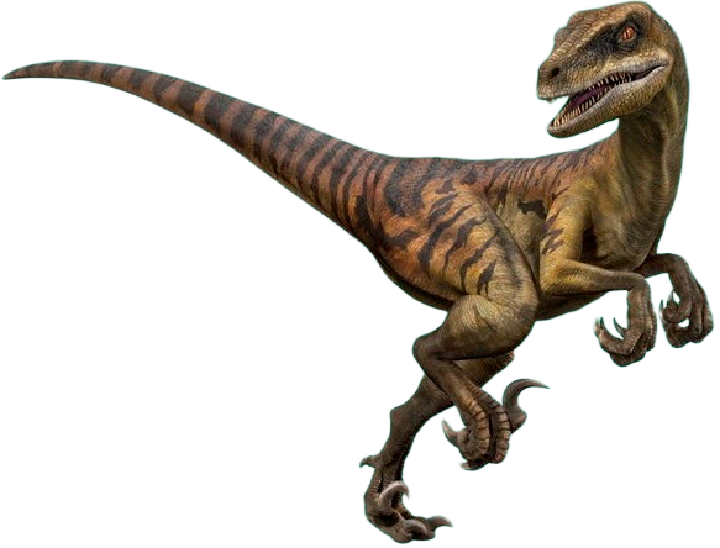 Velociraptor Transparent