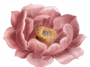 Vintage Flowers PNG HD Image