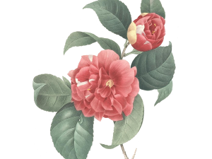 Vintage Flowers PNG Image