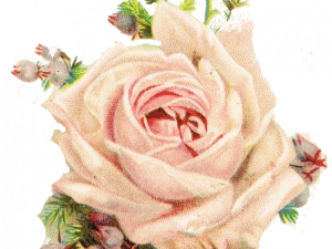 Vintage Flowers PNG Pic