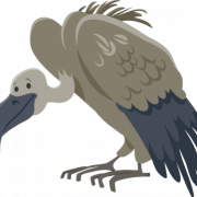 Vulture PNG Photos