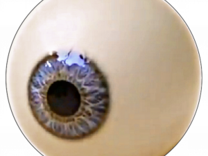 eyeball anatomy, human eye structure, iris details, ocular features, Weirdcore Eyes PNG