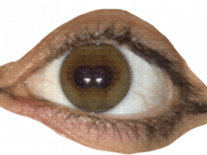 human eye, brown iris, pupil detail, ocular anatomy, Weirdcore Eyes PNG