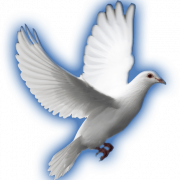 White Dove PNG HD Image