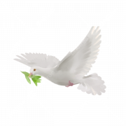 White Dove PNG Transparent Images - PNG All
