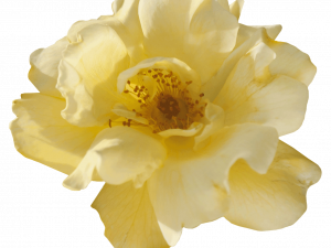 Yellow Flower PNG Cutout