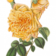 Yellow Flower PNG File