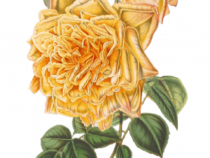 Yellow Flower PNG File