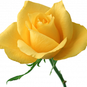 Yellow Flower PNG Image File