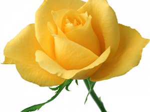 Yellow Flower PNG Image File