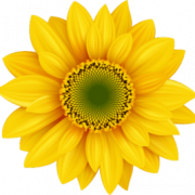 Yellow Flower PNG Photos