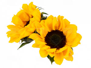 Yellow Flower PNG Picture