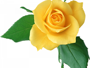 Yellow Rose No Background