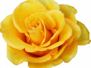 Yellow Rose PNG