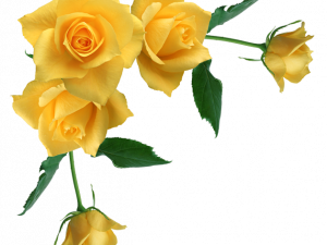 Yellow Rose PNG Cutout