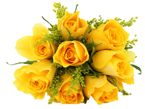 Yellow Rose PNG File