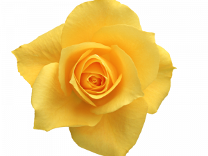 Yellow Rose PNG Free Image