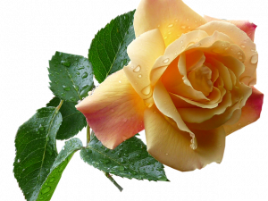 Yellow Rose PNG HD Image