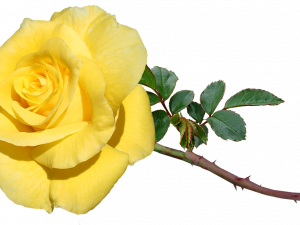 Yellow Rose PNG Image