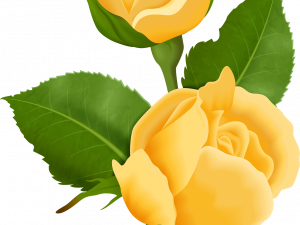 Yellow Rose PNG Image File