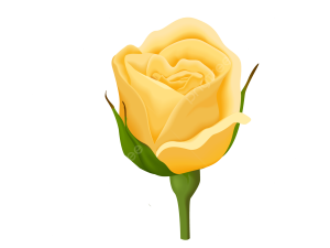 Yellow Rose PNG Image HD