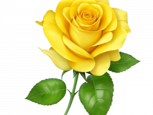 Yellow Rose PNG Images