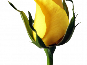 Yellow Rose PNG Images HD