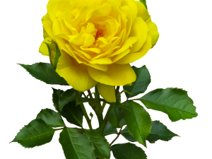 Yellow Rose PNG Photo