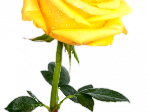 Yellow Rose PNG Photos