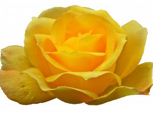 Yellow Rose PNG Pic