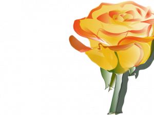 Yellow Rose PNG Picture