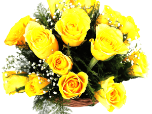 Yellow Rose Transparent