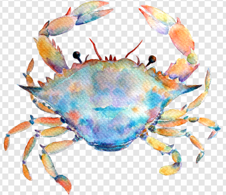 crab illustration, watercolor crab art, marine life painting, colorful crab design, Cancer Season PNG