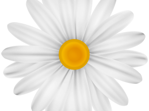 daisy flower, white petals, yellow center png, botanical illustration