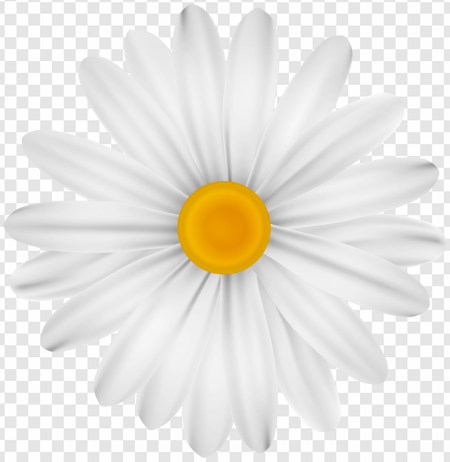 daisy flower, white petals, yellow center png, botanical illustration